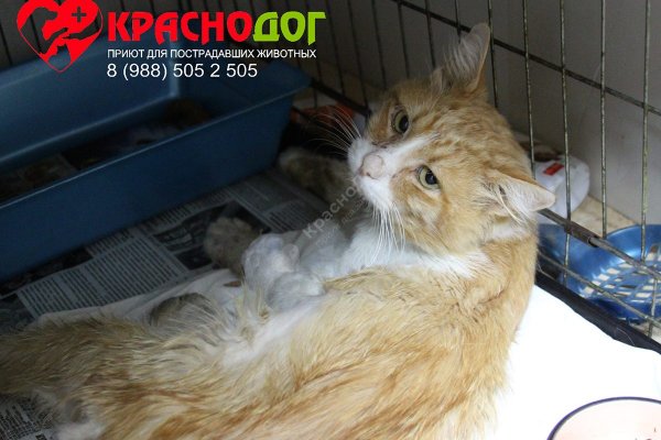 Как попасть на сайт кракен